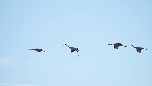 Sandhill Crane gliding in slow motion as they are looking to land as they migrate through Utah.