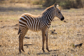 Fototapeta na wymiar A Zebra (Equus quagga) foal in the later afternoon..