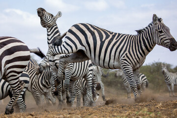 Fototapeta na wymiar Zebras (Equus quagga) fighting near a water hole - Kenya.