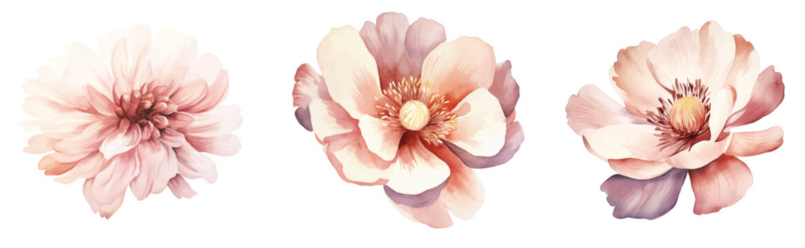Flowers watercolor vector illustration.Manual composition.Big Set watercolor elements.