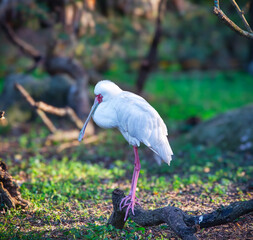 white stork in the grass