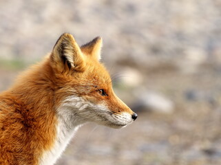 Autumn in eastern Hokkaido, red fox