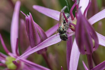 Small Carpenter Bee on a Purple Flower - Side