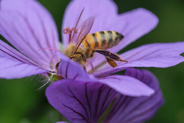 Honey Bee on Purple Flower - Side
