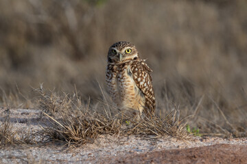 burrowing owl (Athene cunicularia), also called the shoco. Standing alone in dry grass. On the island of Aruba.
