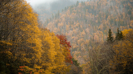 Great Smoky Mountains National Park, Tennessee. Blue Ridge Mountains, North Carolina. Appalachian. hiking. Good views for colorful outdoor foliage. gorgeous peak fall color. red yellow orange golden.