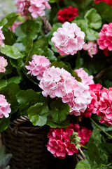 flowers in the garden