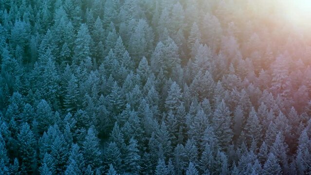 Colorado Christmas shaded cool blue snowing golden hour light flares below freezing frosted first snow pine tree forest Evergreen Morrison Denver Mount Blue Sky Evans cinematic aerial drone bird view