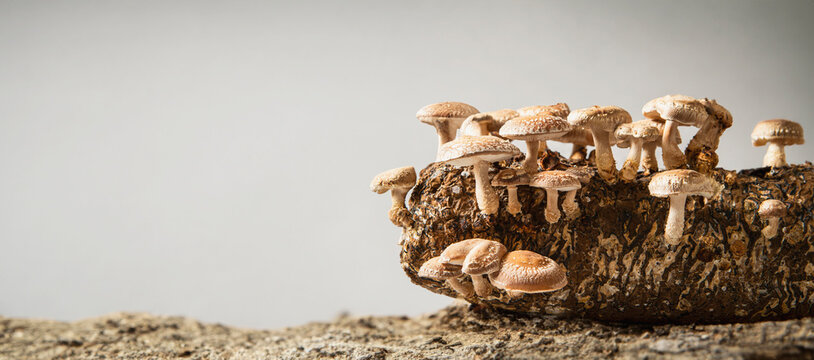 Mushroom cultivation kit, Shiitake Mushroom Kit