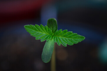Cute cannabis seedling. New marijuana seedling ready to be planted. Natural medicine. 