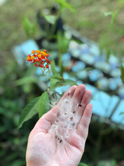 Fuzzy milkweed seeds being held in a woman's hand 