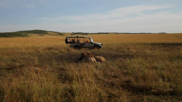 Wild lions in grass as safari vehicle passes by - Kenya, Africa