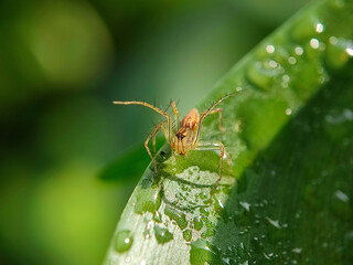 insect, nature, macro, leaf, bug, animal, closeup, wildlife, dragonfly, spider, fly, summer, wild, plant, brown, wings, close-up, grasshopper, ant, insects, fauna, grass, antenna, butterfly, close