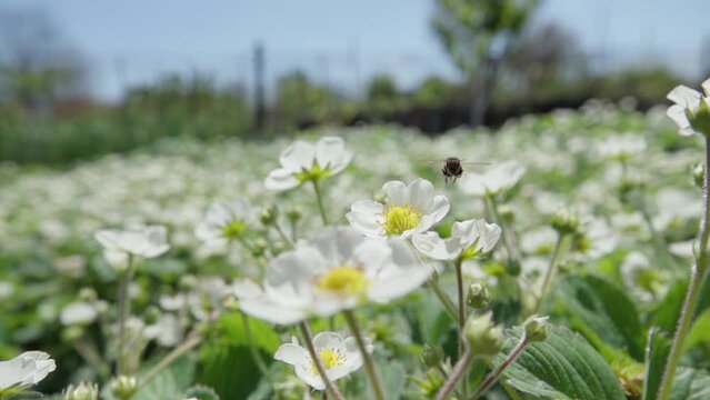 Bee pollinates strawberry flowers, slow motion