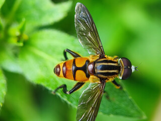 insect, nature, macro, leaf, bug, animal, closeup, wildlife, dragonfly, spider, fly, summer, wild, plant, brown, wings, close-up, grasshopper, ant, insects, fauna, grass, antenna, butterfly, close