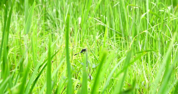 草はらに隠れるシオカラトンボ