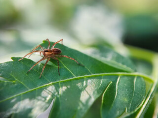 insect, nature, macro, leaf, bug, animal, closeup, wildlife, dragonfly, spider, fly, summer, wild, plant, brown, wings, close-up, grasshopper, ant, insects, fauna, grass, antenna, butterfly, close