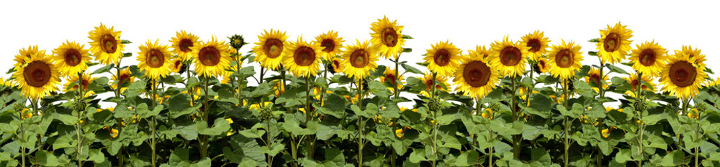Sunflowers in The Field with Background Removed