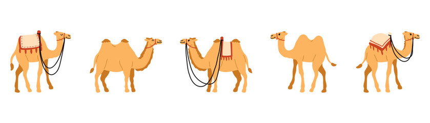 Set of Camel Element