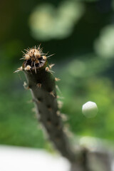 Close-up shot of green cactus plants. 