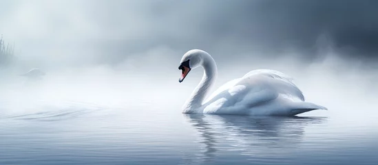 Fotobehang Swan silently descending on water © AkuAku