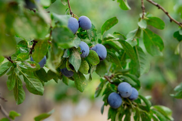 Ripe plums on the tree