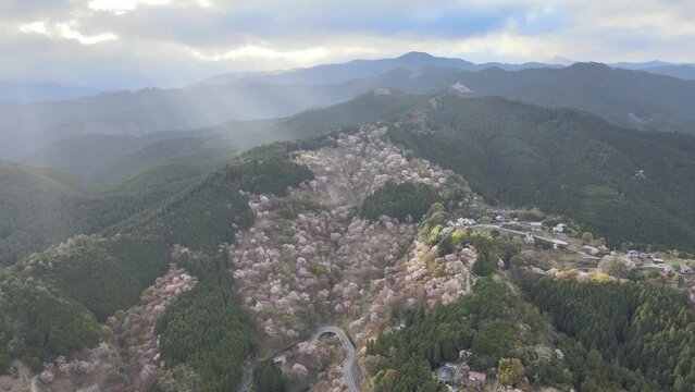 Aerial view of Mt.Yoshino in Nara prefecture with thousands of cherry bloosams.