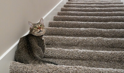 Cat on stair floor