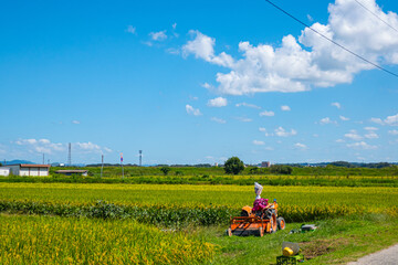 夏の田園風景