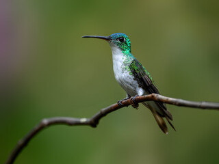Andean Emerald Hummingbird on tree branch, portrait on green background