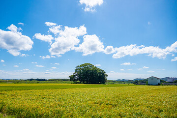 夏の田園風景