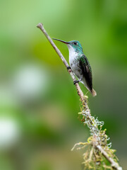 Andean Emerald Hummingbird on tree branch, portrait on green background