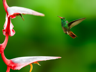 Rufous-tailed Hummingbird in flight collecting nectar from beautiful Heliconia red flower on dark green background