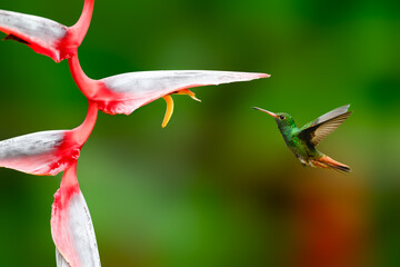 Rufous-tailed Hummingbird in flight collecting nectar from beautiful Heliconia red flower on dark green background
