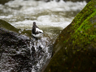 White-capped Dipper perched on the rock on the banks of the river looking for food