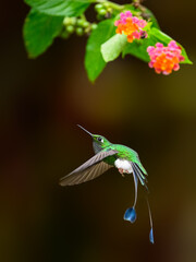 White-booted racket-tail Hummingbird in flight collecting nectar from beautiful lantana pink yellow flower on dark background