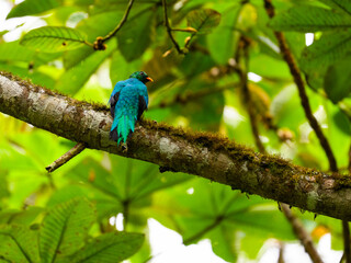Golden-headed Quetzal on mossy tree branch in Ecuador
