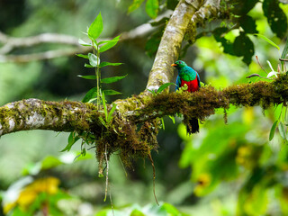 Golden-headed Quetzal on mossy tree branch in Ecuador