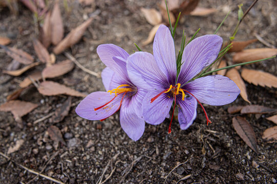 地面から咲いたサフランの花のアップ