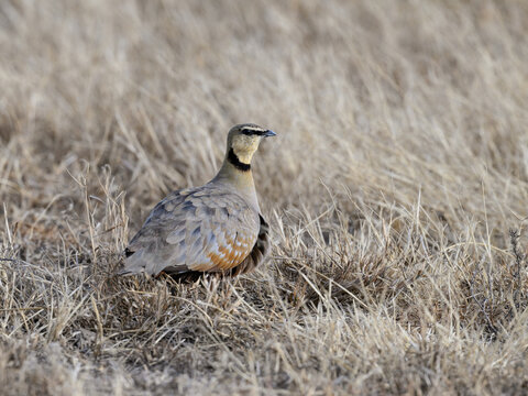 Yellow-throated Sandgrouse standing on dry grass in savannah of Tanzania 