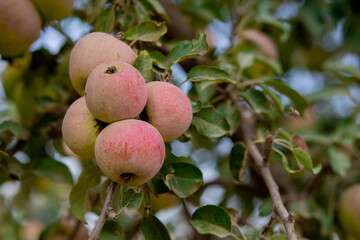 apples on tree