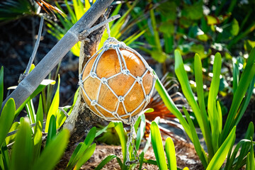Bouy in a Tree
