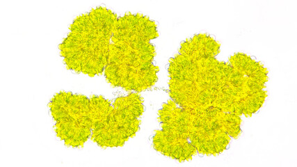 Freshwater microalgae, Botryococcus sp. This algae is lipid-producing microalgae that can be...