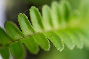 close up of leaf