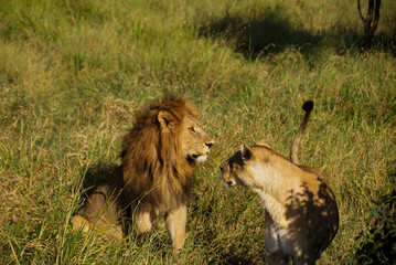 lion and lioness