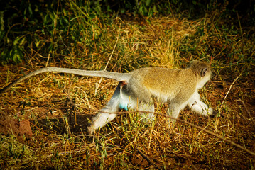 kangaroo in the wild