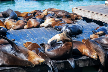 sea lions on the pier
