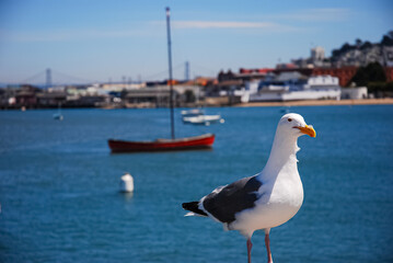 seagull on the pier