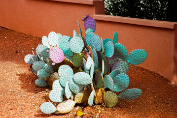 cactus in a garden