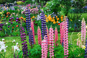 the colorful flowers in the garden
